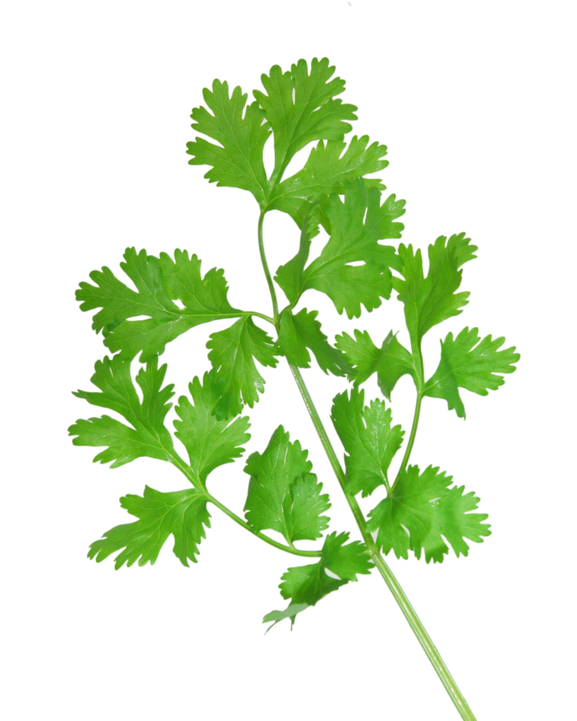 Coriander