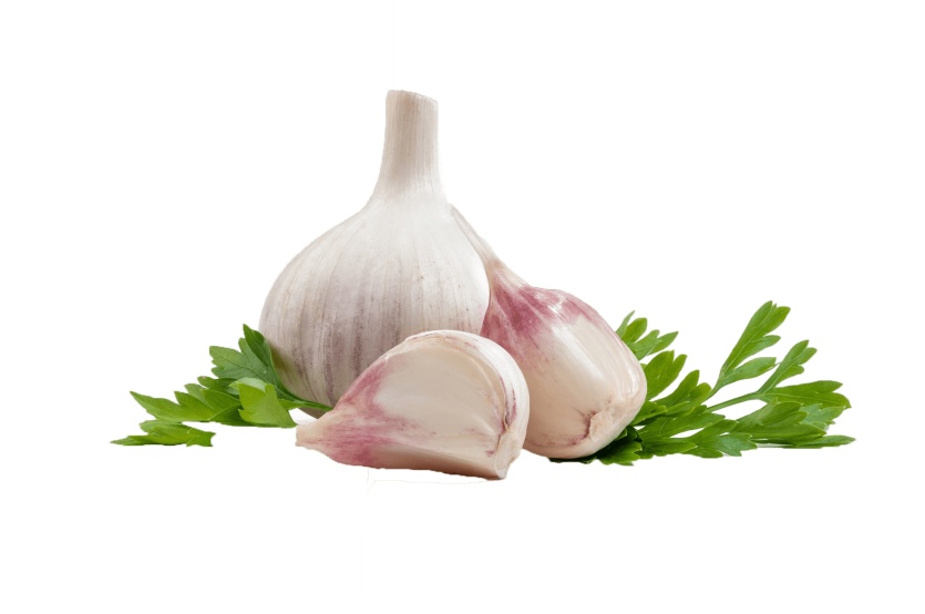 Garlic